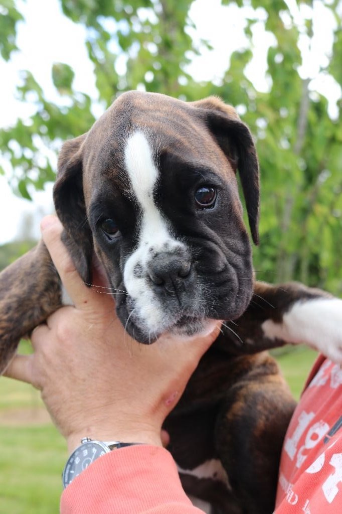 Des Lords Of Brittany - Chiot disponible  - Boxer