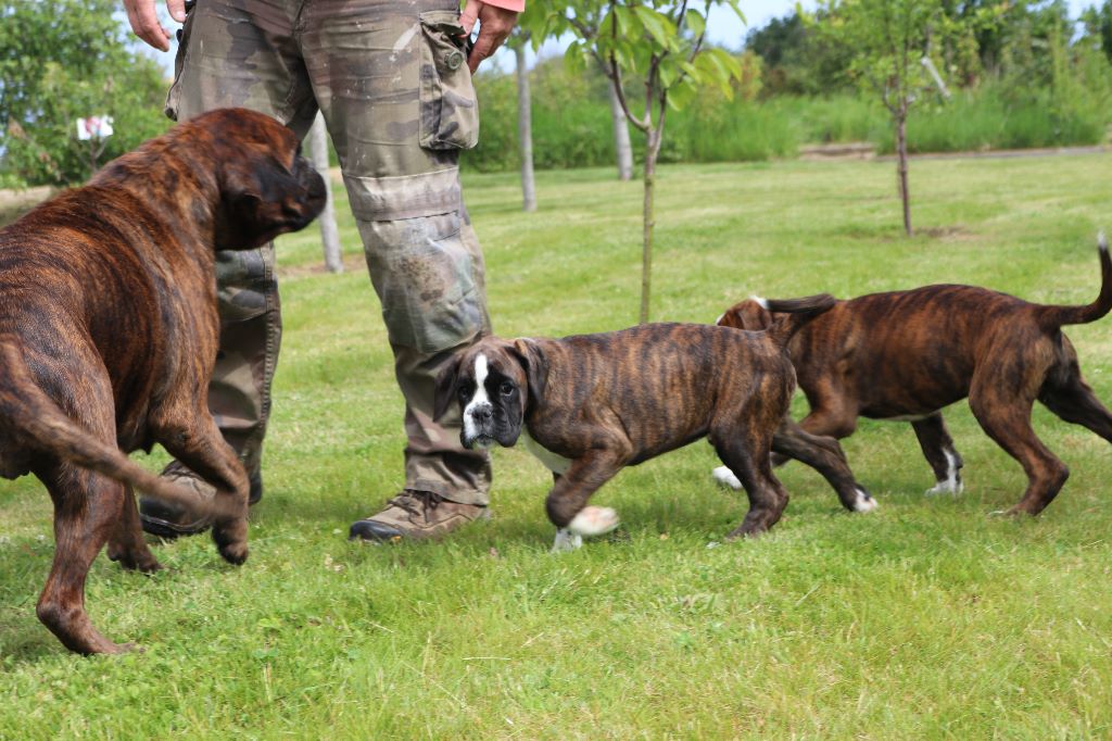 Il reste un chiot de disponible !